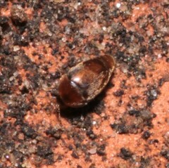 Sericoderus