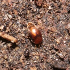 Sericoderus