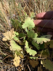 Sidalcea