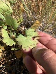 Sidalcea