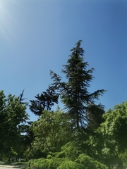 Cedrus
