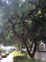 Elaeocarpus angustifolius