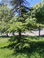 Cedrus
