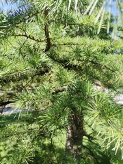 Cedrus