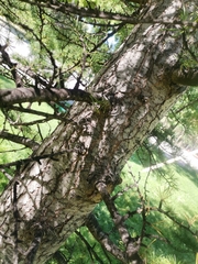 Cedrus
