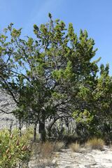 Widdringtonia wallichii