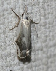 Plectophila discalis