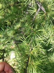 Cedrus