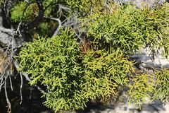 Widdringtonia wallichii