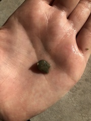 Molgula manhattensis