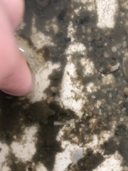 Molgula manhattensis