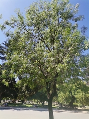 Fraxinus