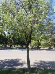 Fraxinus