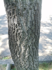 Fraxinus