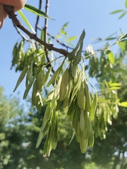 Fraxinus