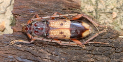 Phoracantha recurva