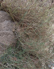 Galium ephedroides