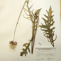 Cirsium rivulare