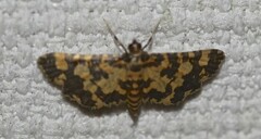 Eurrhyparodes tricoloralis