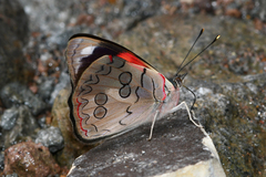 Diaethria pandama