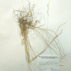 Festuca rubra