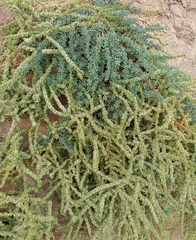 Salsola papillosa