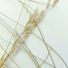 Festuca rubra