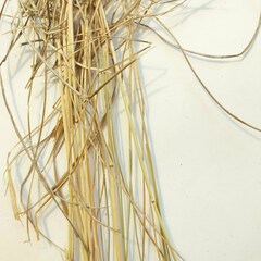 Festuca rubra