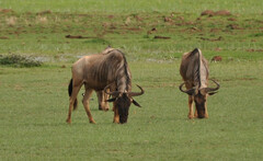 Connochaetes taurinus albojubatus