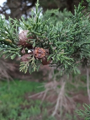 Cupressus macrocarpa