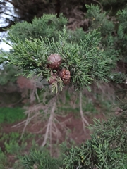 Cupressus macrocarpa