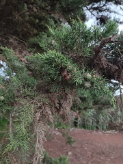 Cupressus macrocarpa