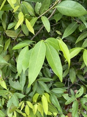 Nectandra coriacea