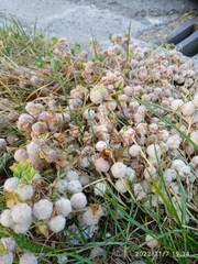 Trifolium tomentosum