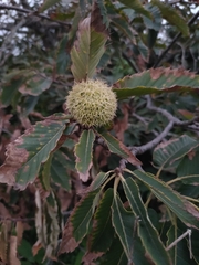 Castanea sativa image