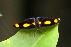 Catonephele numilia esite