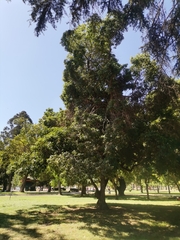 Pittosporum