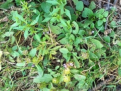 Prunella vulgaris