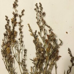 Linaria genistifolia