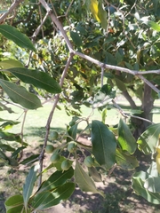 Pittosporum