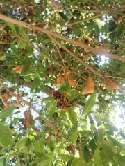 Pittosporum