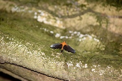 Filodes sexpunctalis