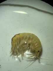 Gammarus pulex