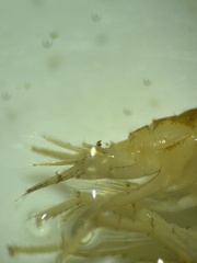 Gammarus pulex