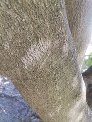Pittosporum