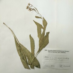 Sisymbrium volgense