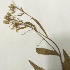 Sisymbrium volgense