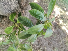 Pittosporum
