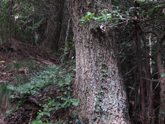 Quercus variabilis