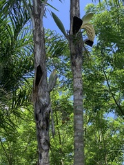 Cocoseae